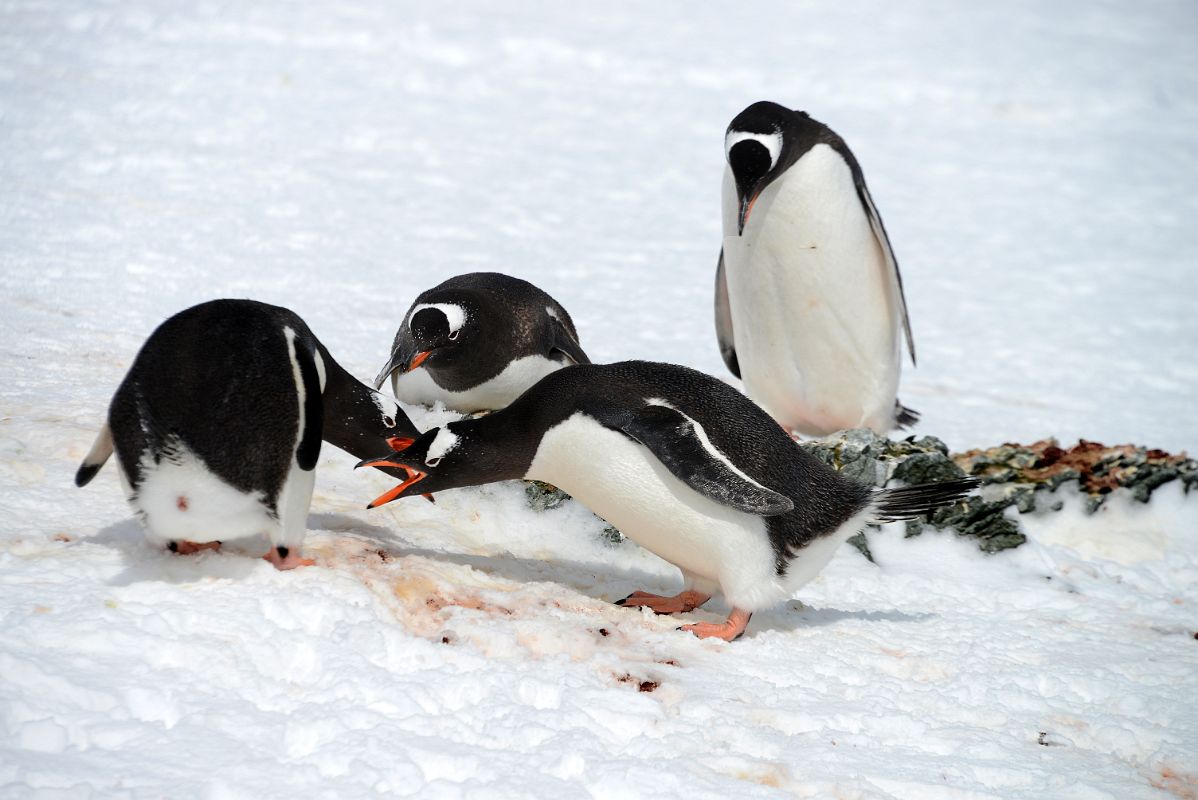 11C Two Pairs Of Gentoo Penguins On Danco Island On Quark Expeditions Antarctica Cruise